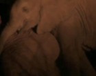 Ez az anya elefánt tudja, hogy nem fogja túlélni az éjszakát. A vadőröket könnyekre fakasztotta, amit a kicsinyével tesz.