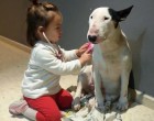 Ez a videó bemutatja, hogy valójában mennyire veszélyes a Bullterrier. Óvja meg gyermekét ettől a “gyilkológép”-től! ;)