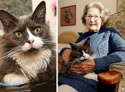 Az idősek otthonáig követte öreg gazdáját Cleo, a hűséges cica