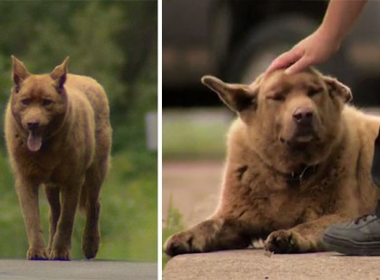 Ez az öreg kutyus minden nap kilométereket gyalogol, hogy köszönjön a városka lakóinak