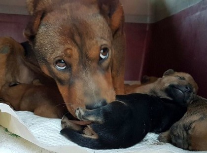 Kutyacsaládot mentettek az önkéntes tűzoltók Szolnokon