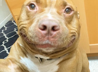 Az imádott Pitbullja meghalt. Három hónappal később ezt az arcot látta az interneten, és az útja egyenesen a menhelyre vezetett.