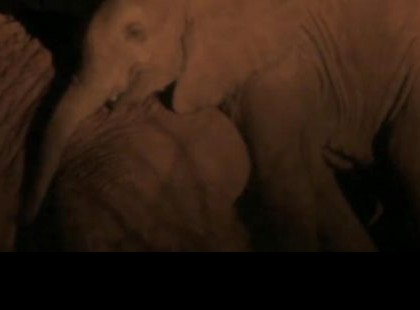 Ez az anya elefánt tudja, hogy nem fogja túlélni az éjszakát. A vadőröket könnyekre fakasztotta, amit a kicsinyével tesz.