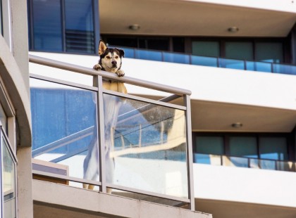 Nem szólhat bele a társasház, tarthatsz-e kutyát a lakásodban!