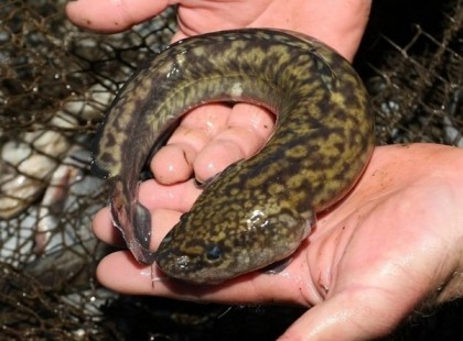 50 ÉVE KIHALT RAGADOZÓ BUKKANT FEL A BALATONBAN!