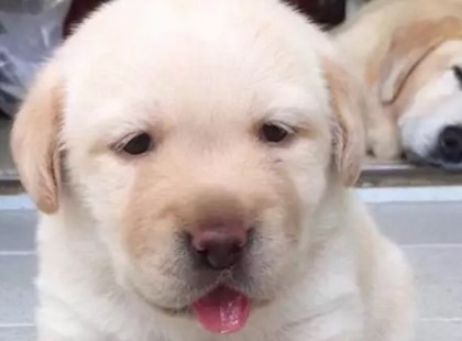 Mikor a kisfiú megtudta a szörnyű hírt kutyusáról, kimondta azt, amit csak nagyon kevesen mernek!