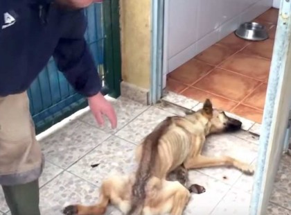 Ez a kutyus annyira gyenge, hogy nem bír megállni a lábán – de átalakulása hihetetlen.