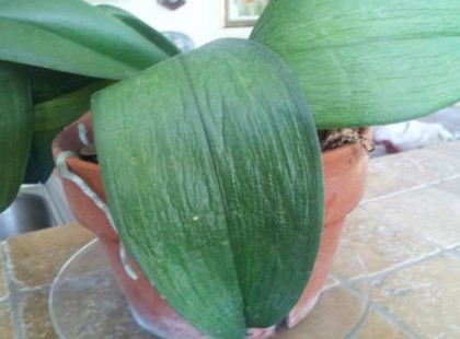 Leszárad az orchideád levele és virága? Íme a megoldás a problémára!