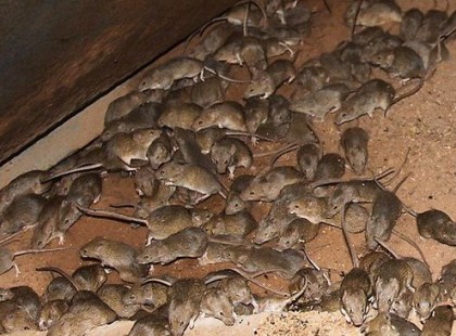 A legegyszerűbb módszer egerek, bogarak, pókok ellen az otthonodban!