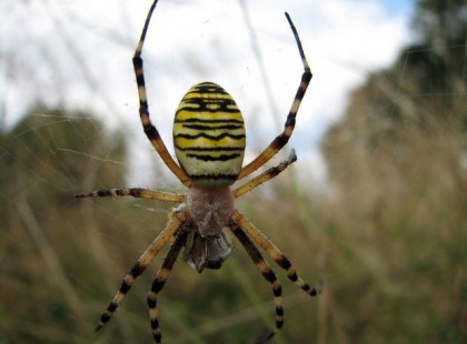 ÍGY SZABADULJ MEG A PÓKOKTÓL ÖRÖKRE!