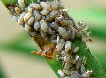 NAGYAPÁM TITKA: AZ ÉN NÖVÉNYEIM EZÉRT NEM TETVESEK!