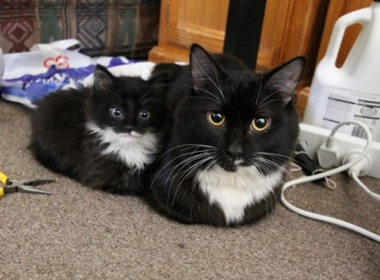 Tiszta anyja: 14 cica, amely úgy néz ki, mint a szüleik. A 7-et nem tudom elhinni!