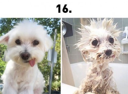 19 kutya, fürdés előtt és után… a 6.-ik után már fogtam a hasam!