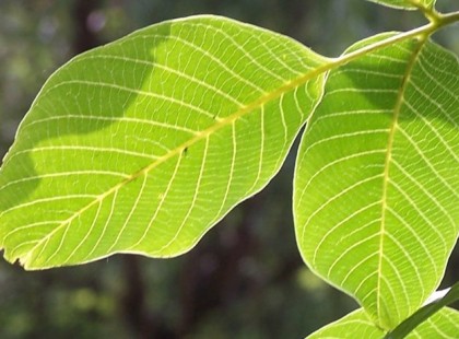 A DIÓLEVÉL MÁGIKUS GYÓGYHATÁSA