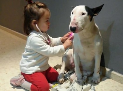 Ez a videó bemutatja, hogy valójában mennyire veszélyes a Bullterrier. Óvja meg gyermekét ettől a “gyilkológép”-től! ;)