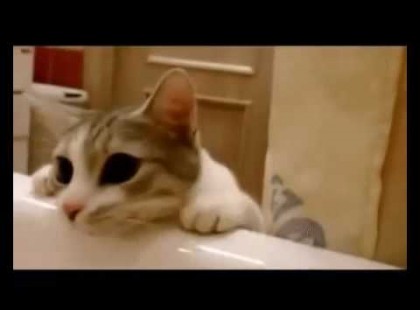 Ez a cicus azt hiszi, hogy a gazdája megfullad a fürdőkádban. A cicus reakciója viharként söpört végig az interneten.
