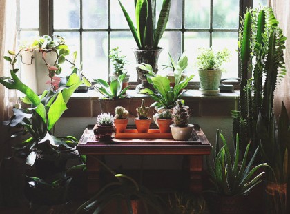 Ezért szúrj gyufaszálat a cserepes növények földjébe! Hálát adsz a sorsnak utána, hogy kipróbáltad!