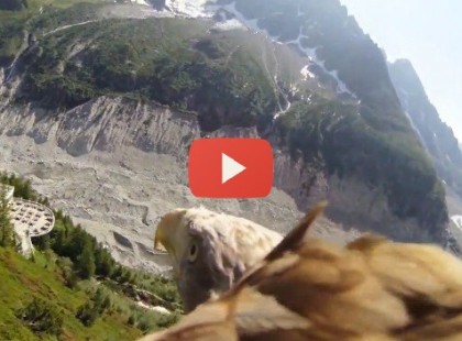 Kamerát erősítettek egy sas hátára-fantasztikus videó