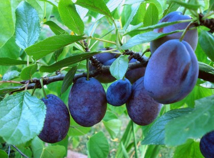 Évente emberek ezrei halnak meg ebben a betegségben, de a szilva fogyasztásával ezt elkerülhetjük!