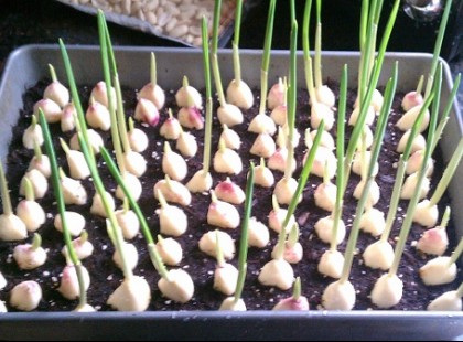 Ne vásárolj fokhagymát, megmutatjuk neked, hogy nevelj végtelen mennyiségű fokhagymát otthon!