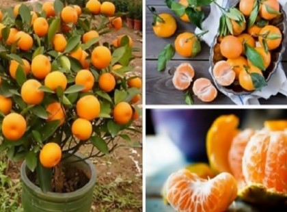 Soha többé nem fogsz mandarint venni! Ültesd el egy virágcserépbe és több százat fogsz majd szüretelni