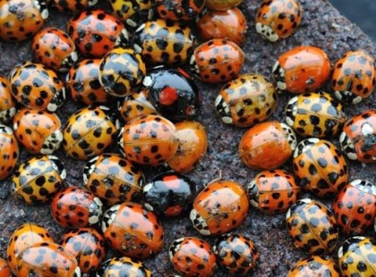 Így védekezhetünk a harlekinkaticák ellen