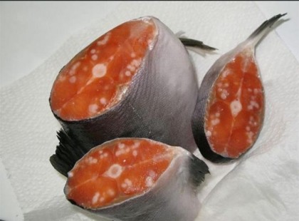 Daganatok burjánzanak a tengeri élőlényekben - így kerülnek a konzervbe?