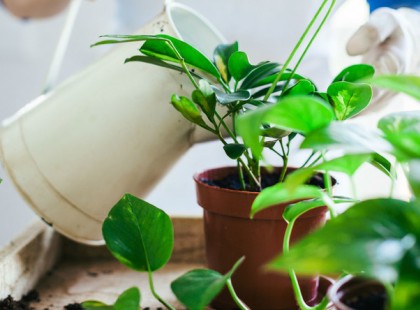 Keverd bele ezt szobanövényeid öntözövizébe, több virágot hoznak majd, és egészségesebbek lesznek!