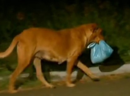 Nem, ez nem egy zsák szemét. Könnyekben törsz ki, amikor rájössz, hogy mit visz ez a kutya.