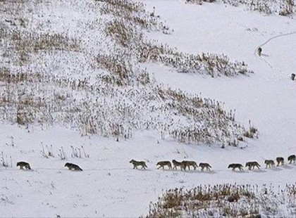 Nagyon meg fogsz lepődni, hogy miért pont ez a 3 farkas megy a falka elején!