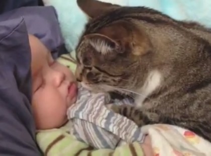 Csodaszép állati szeretet... Kezdetnek egy cica óvatosan dörgölőzik hozzá egy pici babához még véletlen sem karmolássza, harapdálja csak odaadóan bújik hozzá... majd két szép cicus mellett békésen alszik egy édes kis csecsemő a legteljesebb biztonságban...közben egy másik cicus megpuszilja az alvó csecsemőt, míg egy harmadik játékkal szórakoztatja... érdemes megnézni...nagyon szeretetteljes perceket élhetünk át közben