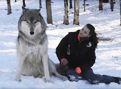 Egy óriási farkas ül a lány mellett -nézze meg mi történik, amikor a lány megfordul
