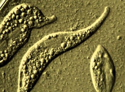 Súlyos, ismeretlen betegség terjed rohamosan Magyarországon