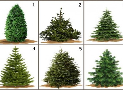 Te melyik fát vinnéd haza Karácsonyra? Ezt árulja el rólad!