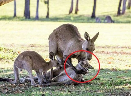 Ez a fotós látja az anyakengurut a földön feküdni – nem hisz a szemének