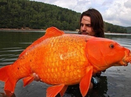 Szerencsehozó aranyhal - oszd meg ,és hamarosan szerencse ér