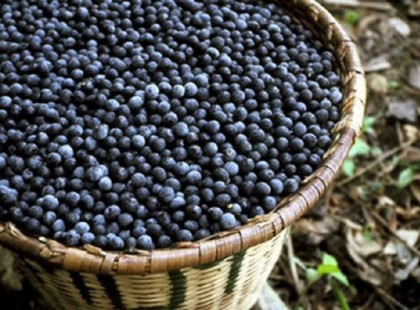 A bodzabogyó többet ér mint egy gyógyszertár! Nézd, mi mindent kezelhetsz vele!