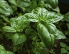 Íme a világ legerősebb antioxidánsa, ami gyorsabban leviszi a koleszterint bármilyen patika szernél