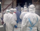 Ismét lecsapott a madárinfluenza