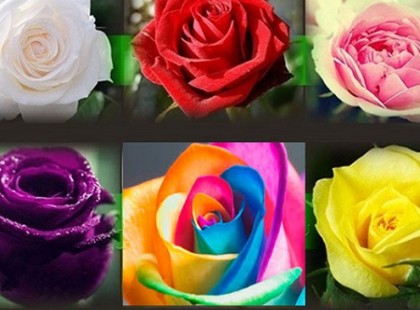 Te melyik rózsát választanád? Ezt árulja el rólad!