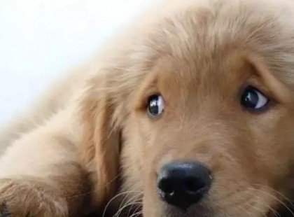 A kisfiú a legcsúnyább kutyát fogadta örökbe. Csupán egyet kérdezett: