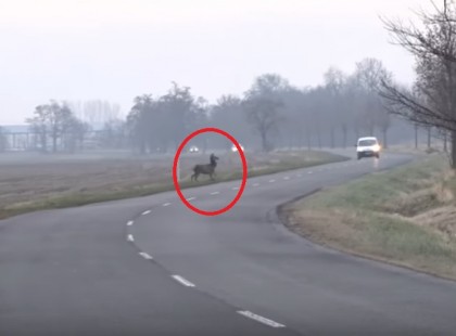 Ezt figyeld!Intett a főszarvas, hogy át akarnak kelni az úton, meg is kapták az elsőbbséget, ahogy kell