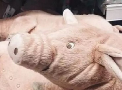 EZT A KEDVES PLÜSSMALACOT SZERETTE VOLNA FIÚ, ÁM NEM VOLT RÁ ELÉG PÉNZE. A PÉNZTÁRNÁL KÍGYÓZOTT A SOR...