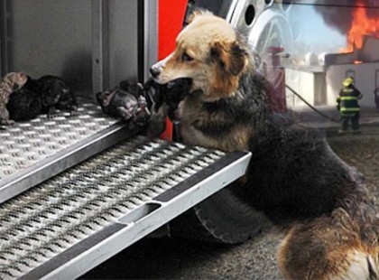 A tűzoltók épp a házban tüzet oltanak, mikor meglátnak egy kutyát valamivel a szájában