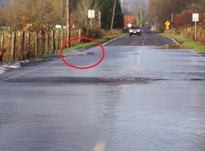 Messziről látnak valamit átmenni az elárasztott úttesten nem hiszed el, mi az