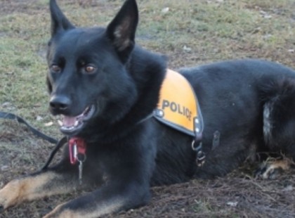 UTÁSZ, A RENDŐRKUTYA SEGÍTETT ELKAPNI A 81 ÉVES ASSZONYT KIFOSZTÓ BŰNÖZŐT