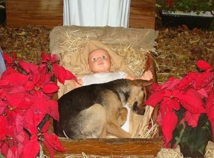 A kóbor kutya a kis Jézus jászlába bújik melegedni, ami ezután történik igazán szívmelengető