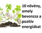 Növények, melyek bevonzzák a pozitív energiákat