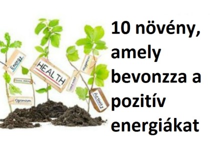 Növények, melyek bevonzzák a pozitív energiákat