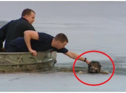 A kutya segítségért kiált mikor nem tud kimászni a jéghideg vízből – nézze mit csinál mikor végre megmentik